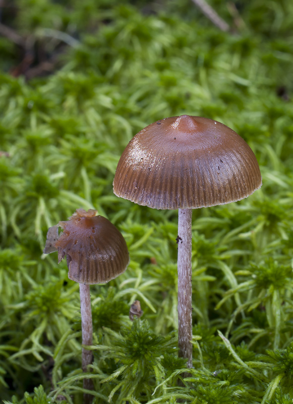 Psilocybe atrobrunnea